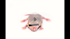 Art & Science of the Naked Mole-Rat